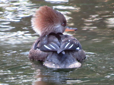 [Close view looking straight at the hind end of the female whose head is facing right. Her bill is orange on the bottom and nearly black on top. Her head feathers are puffed nearly into a half-sphere on the back of her head. Her top feathers are black with white stripes going the length of the feather. They are shinier and less matted than the underneath feathers which are all brown.]